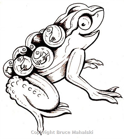 07 - Archey's Frog with eggs picture